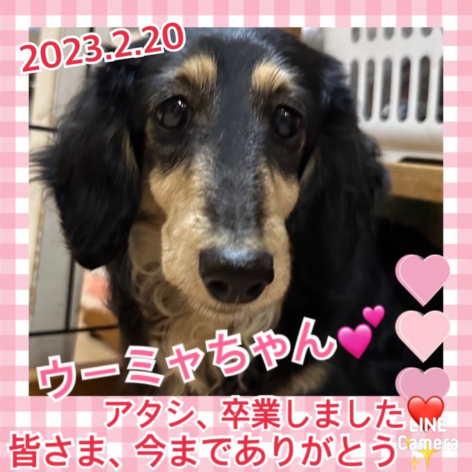 ★ウーミャ★2023,2,9ー2023,2,19【保護犬カフェ天神橋店】